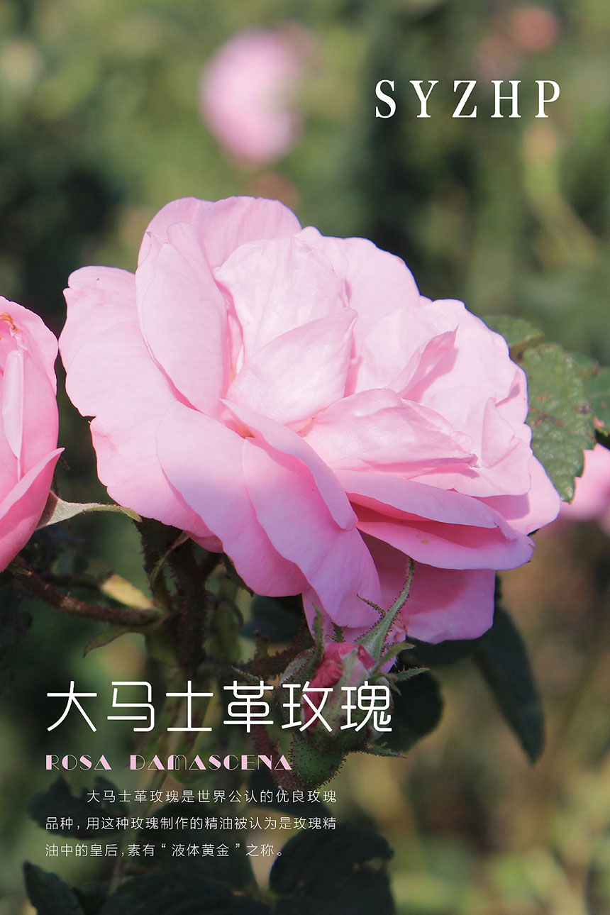 新鮮水果海報設(shè)計